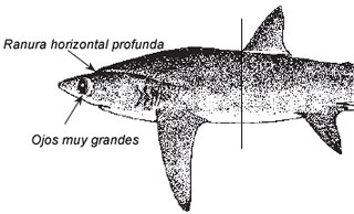 Alopias superciliosus_01.jpg